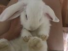 Кролик карликовый вислоухий объявление продам