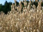 Зерно пшеница ячмень овес зерно нетравлиная объявление продам