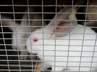 Кролики, кормушки для кроликов объявление продам