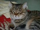 Полусибирский котенок ищет любящих хозяев объявление продам