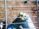 Волнистые попугаи пара объявление продам