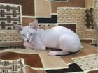 Продается котенок породы Канадский сфинкс объявление продам