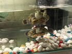 Черепаха с черепашником объявление продам