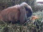 Кролики породы Французский баран и Рекс объявление продам