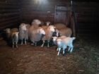 Бараны овцы козы объявление продам