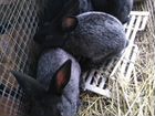 Кролики Мясных пород объявление продам
