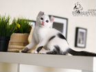 Котёнок с ушками-завитушками объявление продам