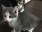 Котята сибирские (1 месяц) объявление продам