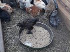 Цыпляты объявление продам