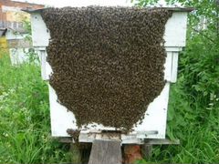 Пчелосемьи продаются