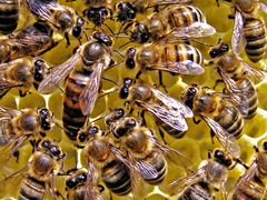 Пчёлы с ульями