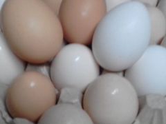 Свежее яйцо домашних кур пищевое