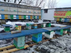 Продам пчел, пчелосемьи с корпусами