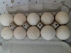 Инкубационное яйцо. иньдюшиное белая широкогрудая