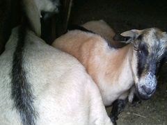 Продам альпийских молочных дойных коз
