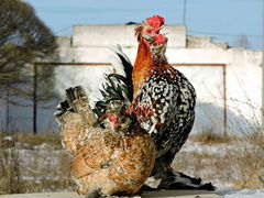 Цыплята- гуданы, алтайские бентамкибентамки