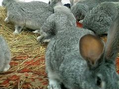 Кролики от месеца до 4 в продаже