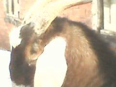 Зааненско-нубийские козочки, козел нубийский