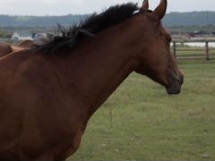 Спортивная полукровная лошадь 2010