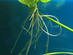 Аквариумное растение эхинодорус