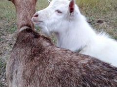 Продам козла или обменяю на дойную козу