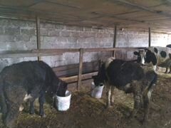 Продаю стельные коровы телки бычки
