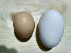 Яйцо инкубационное гусиное