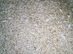 Обменяю пшеницу на ячмень или Курурузу