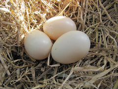 Гусиные и утиные яйца