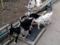Продаются козы с козлятами