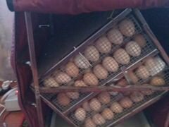 Яйца на инкубацию породистых кур.Брама
