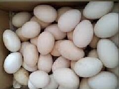 Продаем гусиные яйца