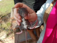 Крысята породистые