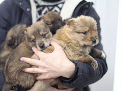 9 милых щеночков в добрые руки