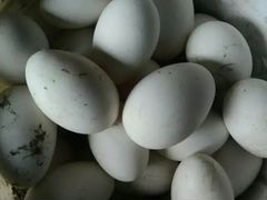 Яйца гусиные для инкубатора