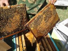 Пчелопакеты- пчелы