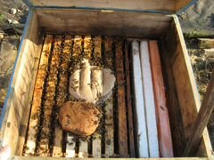 Пчёлы (зимовалые пчелосемьи), Всеволожский р-н