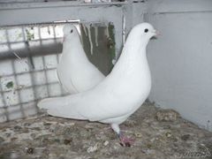 Продаю белых голубей