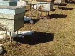Продам пчелосемьи (пчелы)