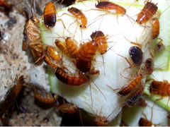 Туркменских тараканы