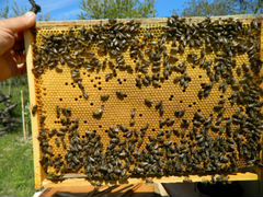 Продаю пчедосемьи и пчелопакеты