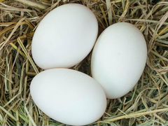 Продаю инкубационное гусиное яйцо