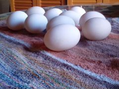 Инкубационное яйцо утки