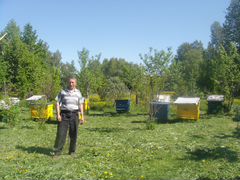 Продам пчелосемьи среднерусская