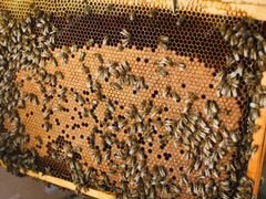 Пчелопакеты сейчас 4 р.расплода+матка 2019 года