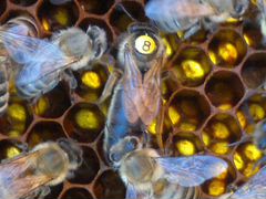 Пчелиные матки до 10 мая