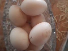 Яйца утиные для инкубации