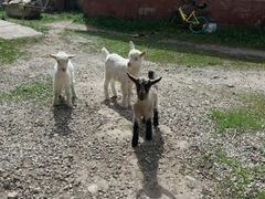 Козлята козы