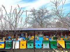 Продажа пчёл
