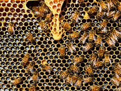 Пчелопакеты пчесемьи